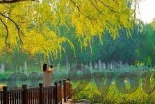 森林舞会老虎机下载-森林舞会老虎机，一场虚拟冒险的下载之旅
